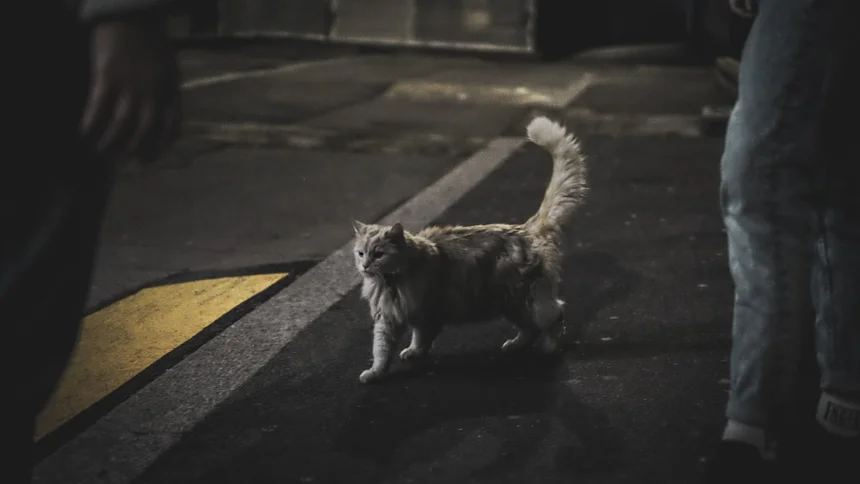 Tail