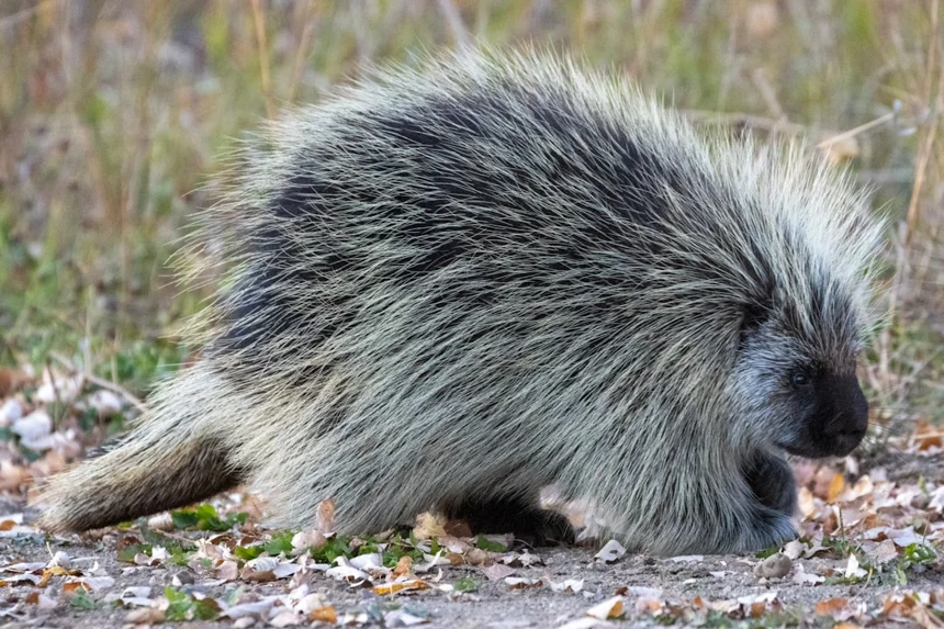Tail