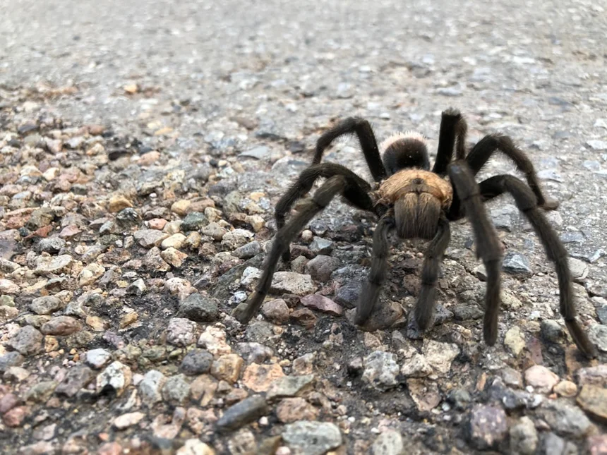 Tarantula