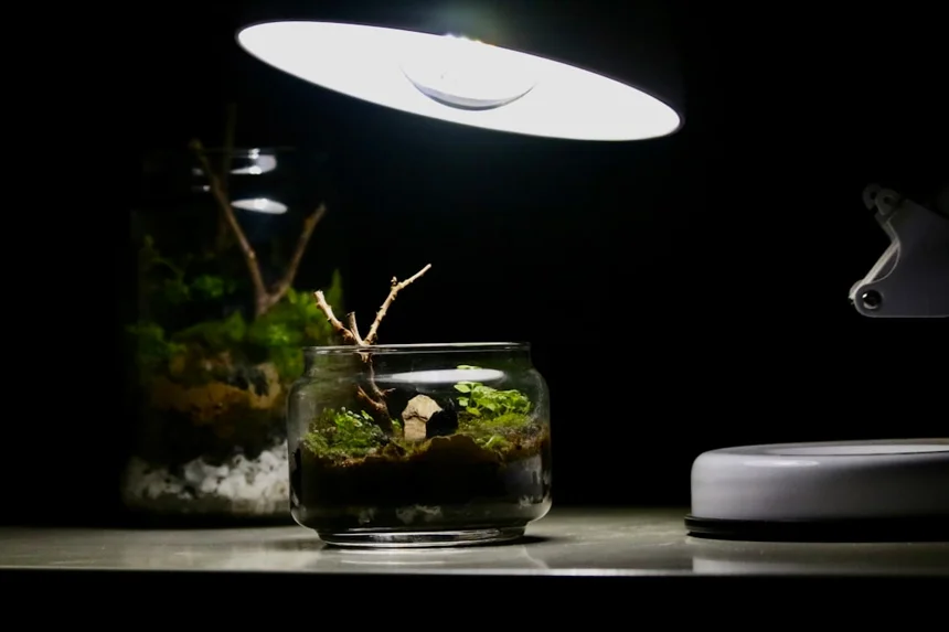 Terrarium