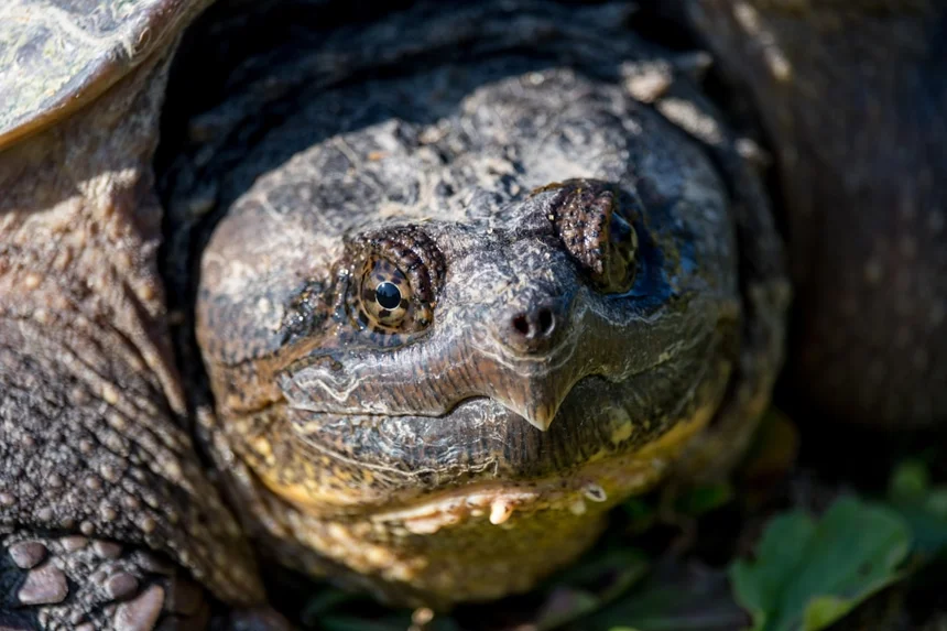 Tortoise