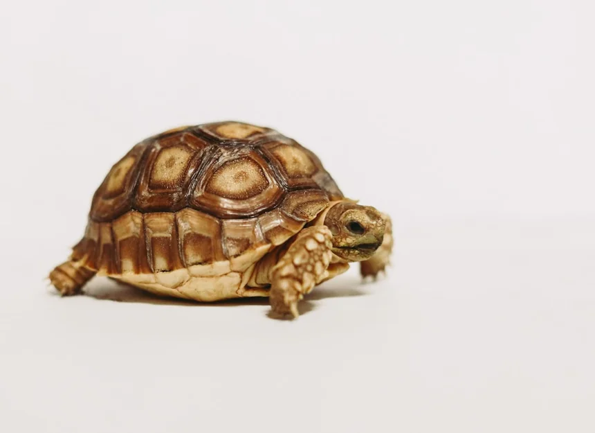 Tortoise