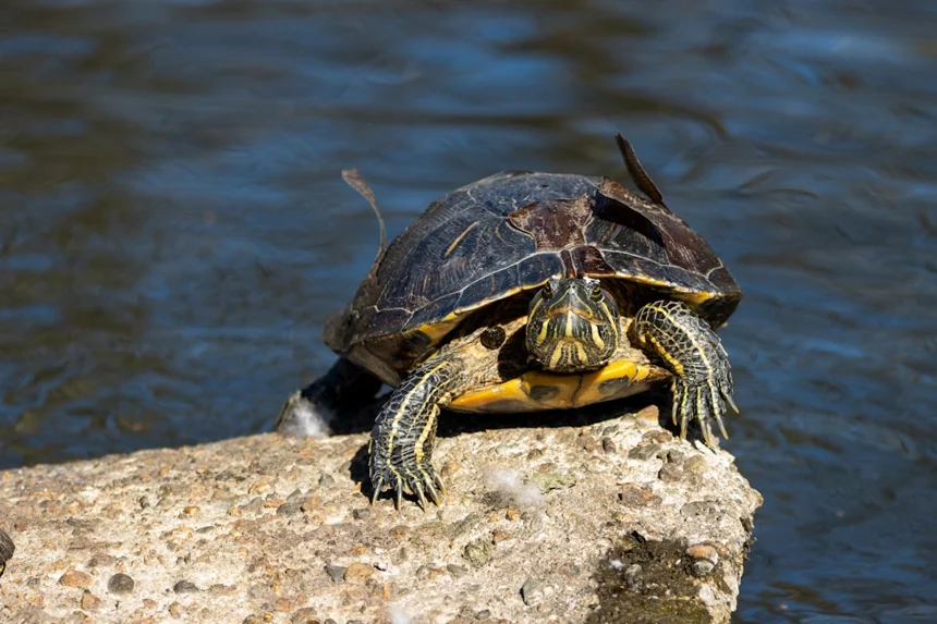 Turtle.