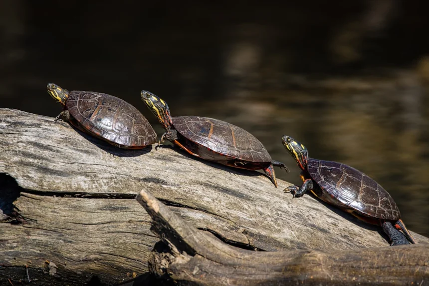 Turtle.