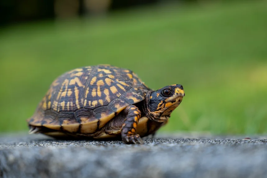 Turtle