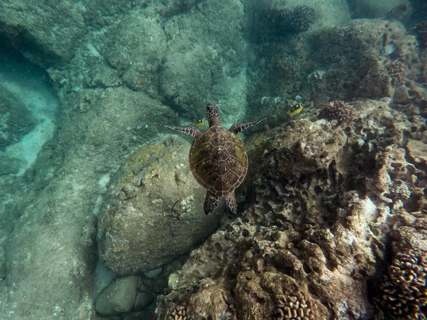 Turtle