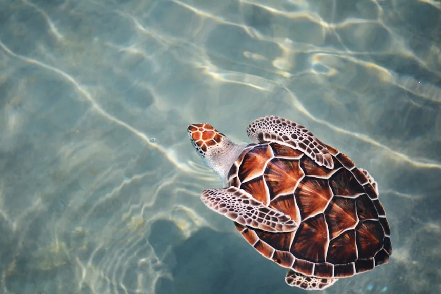 Turtle