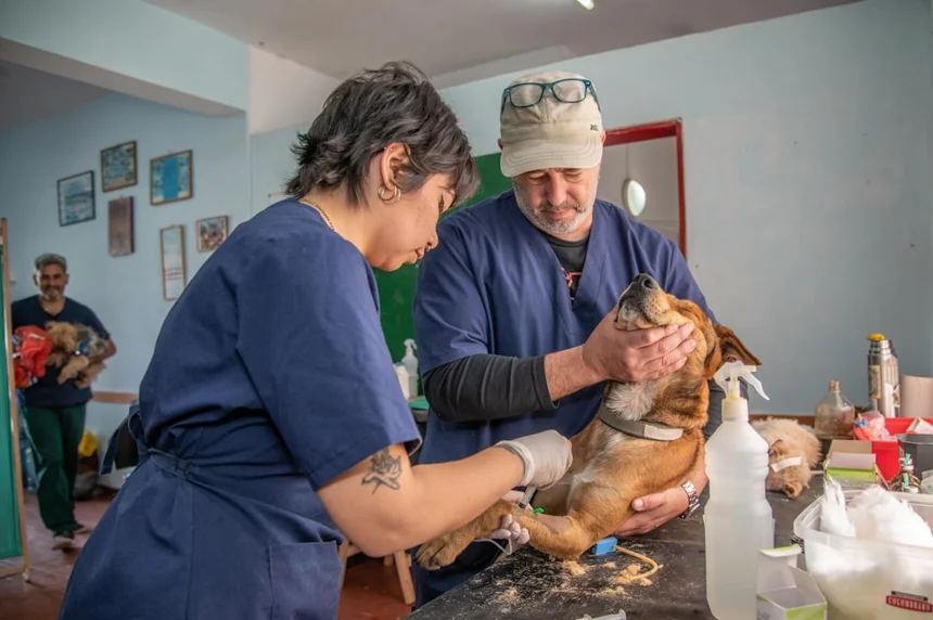 Veterinarian