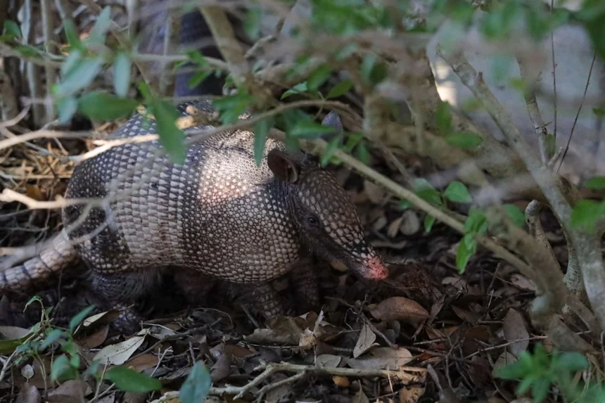 Armadillo