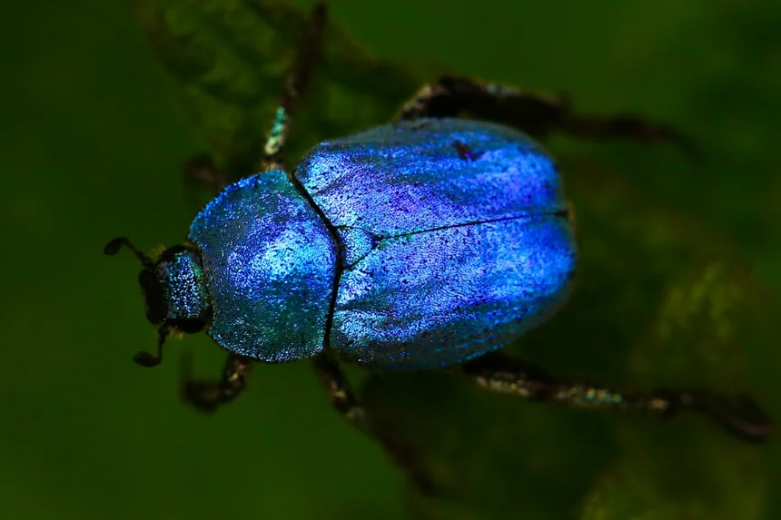 Beetle