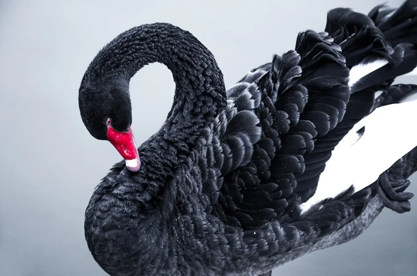 Black Swan
