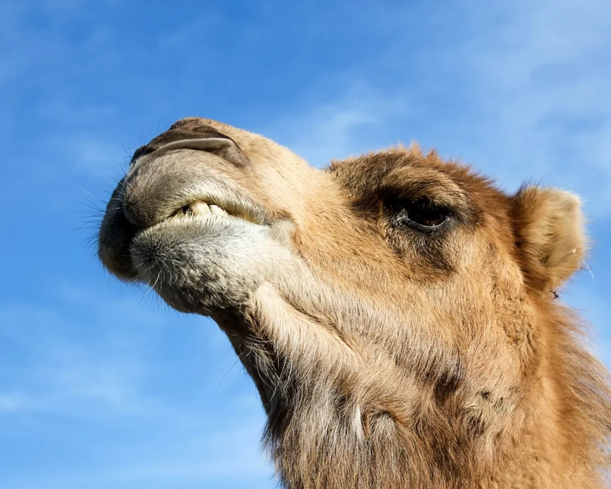 Camel