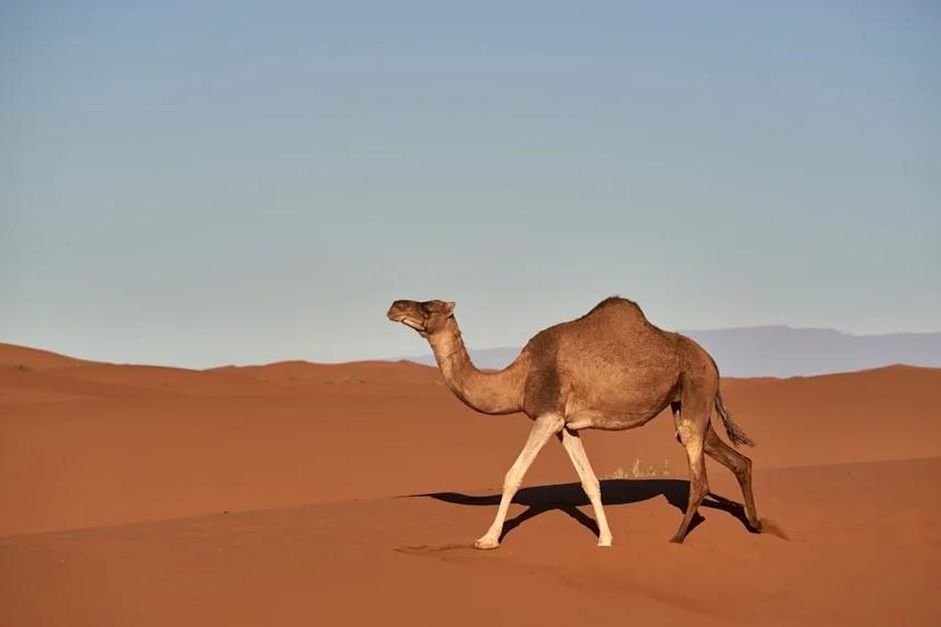 Camel