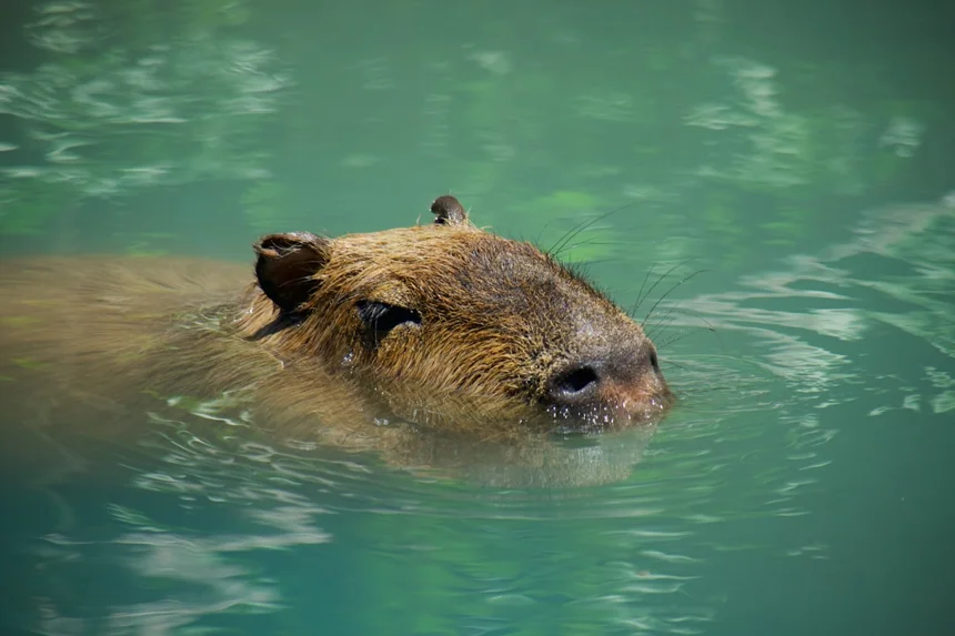 Capybara