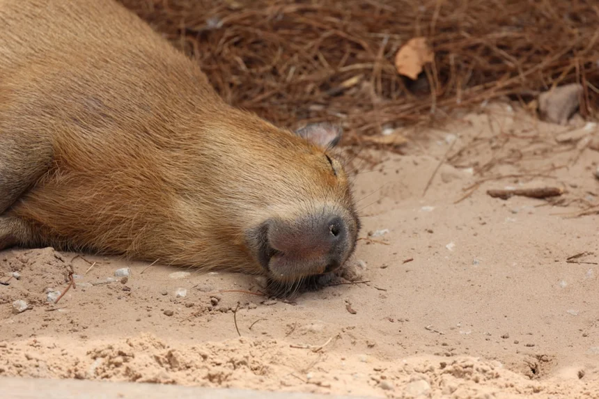 Capybara