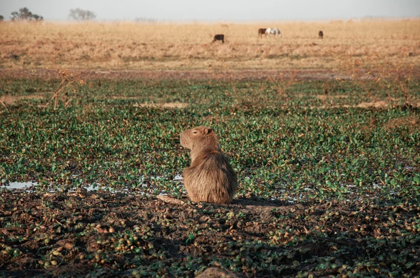 Capybara