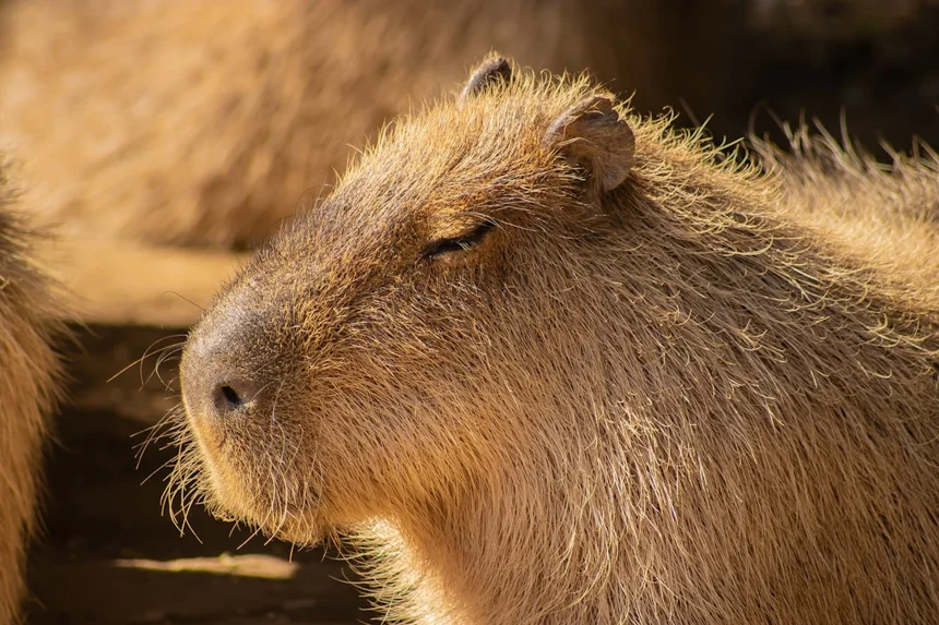 Capybara