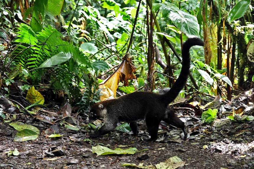 Coati