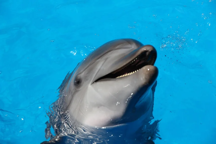 Dolphin
