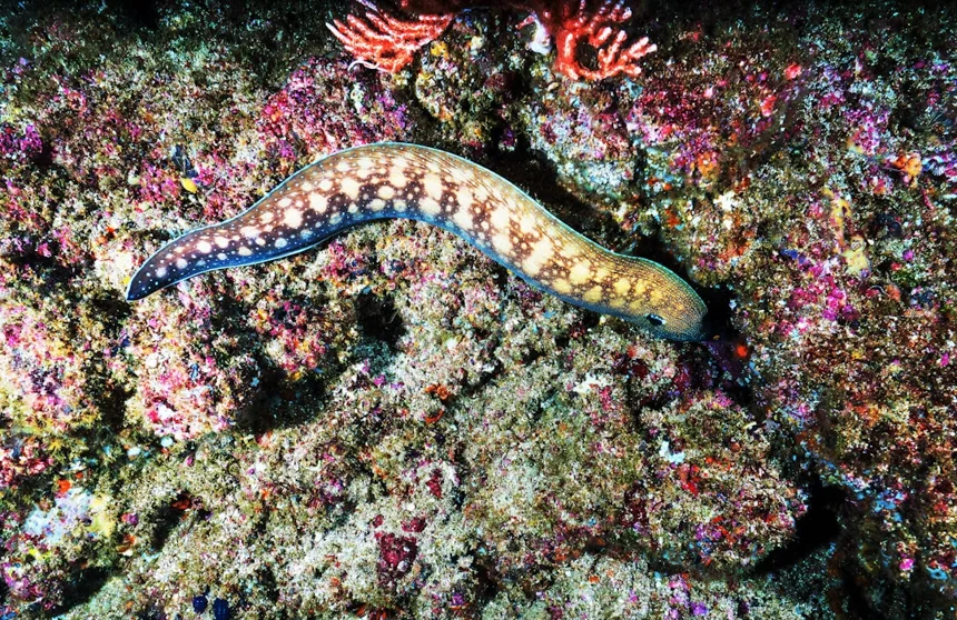 Eel