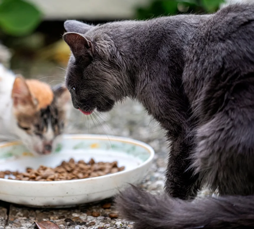 Feeding