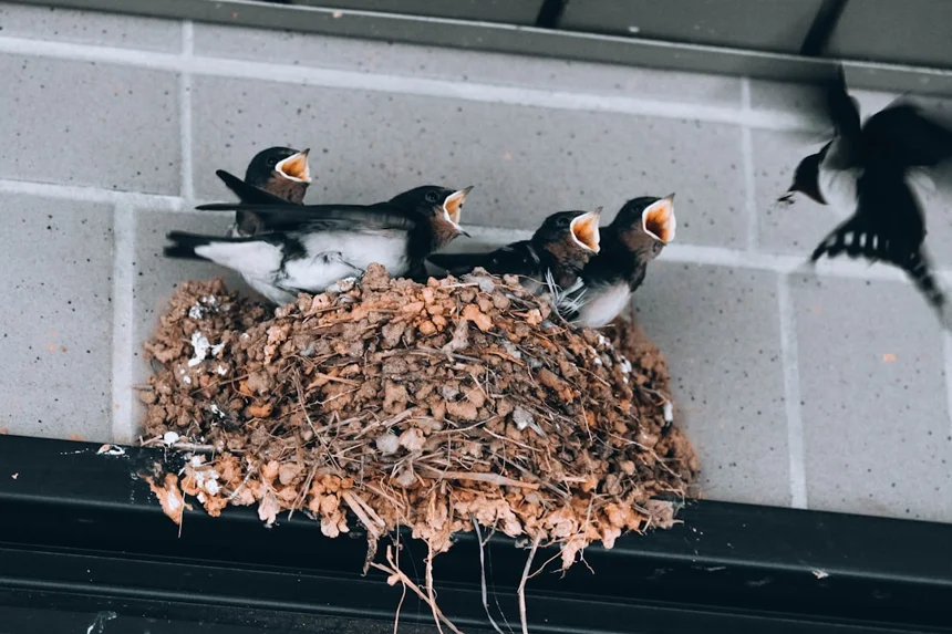 Feeding