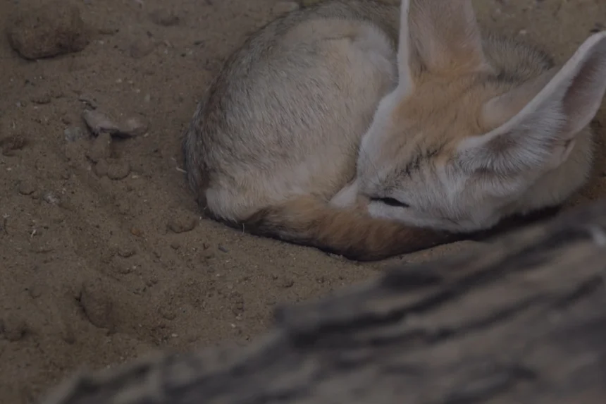 Fennec fox