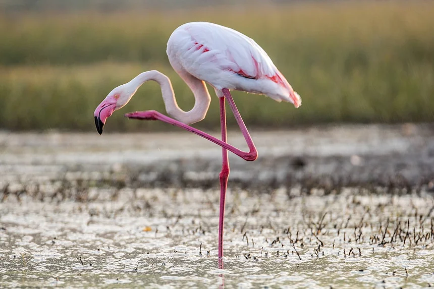 Flamingo
