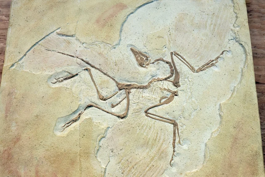Fossil