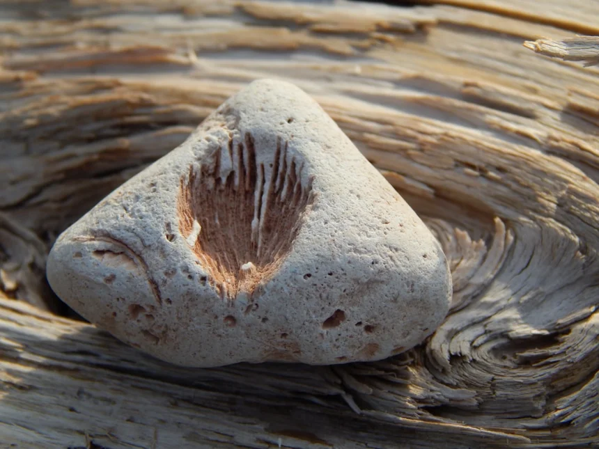 Fossil