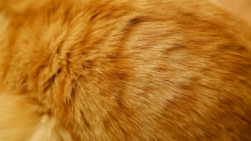 Fur