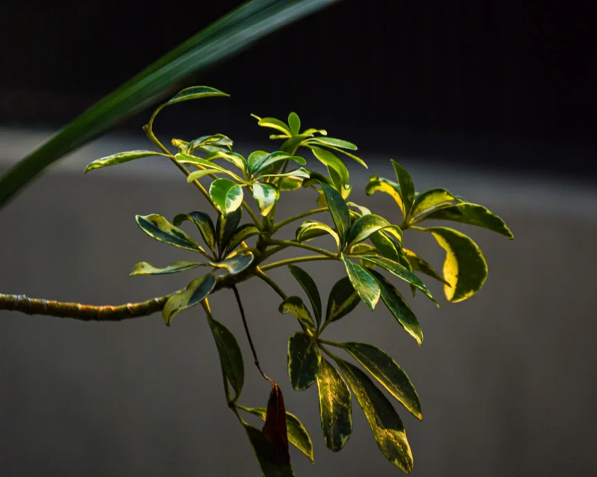 Hybridization