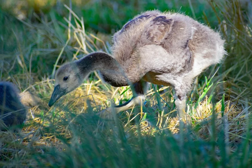 Kangaroo rat