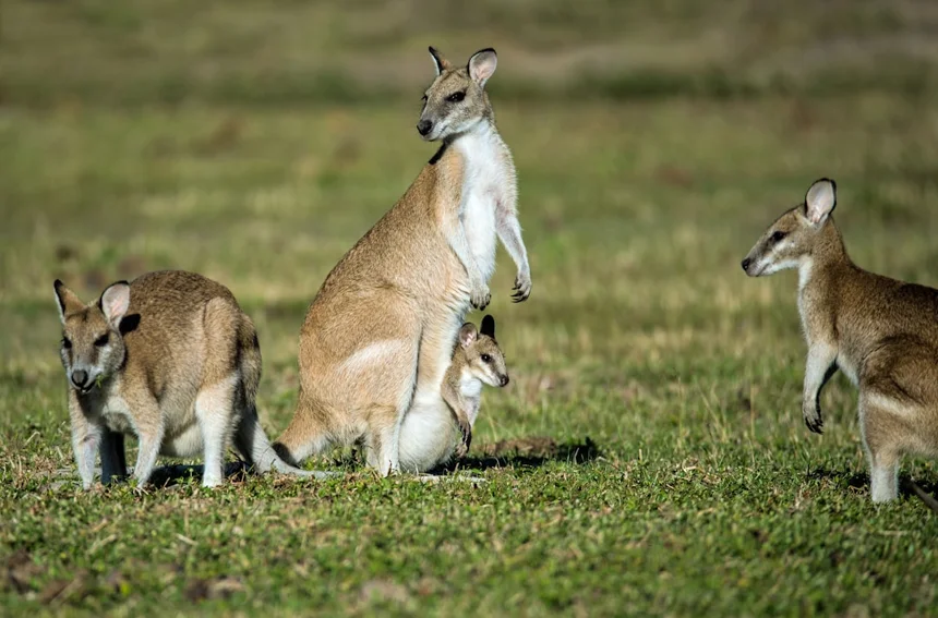 Kangaroo
