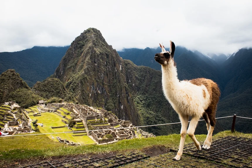 Llama