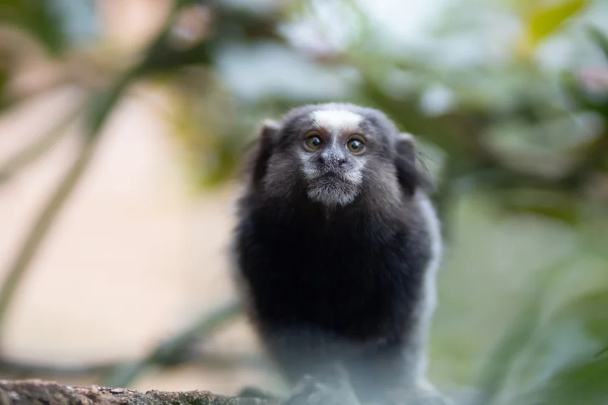 Marmoset