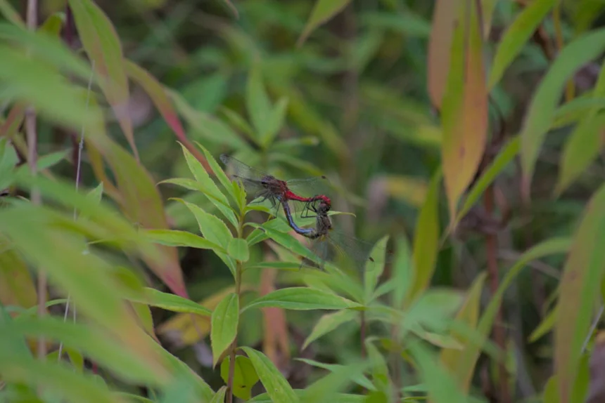 Mating