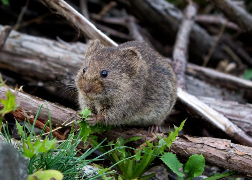 Mole
