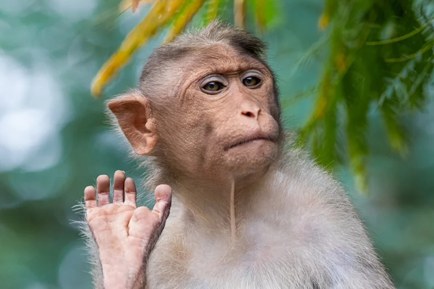 Monkey