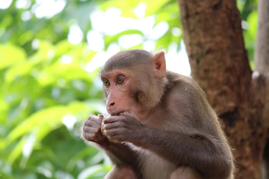 Monkey
