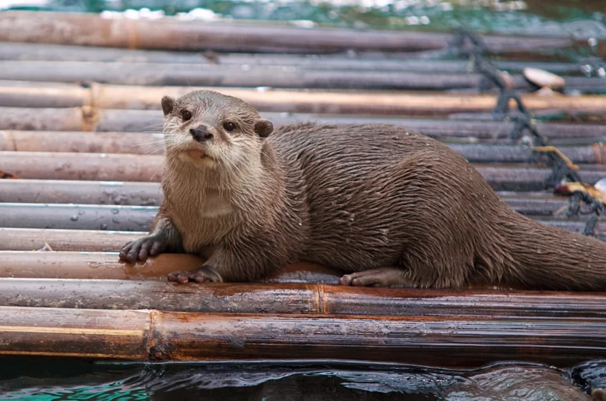 Otter