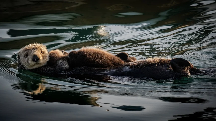Otter