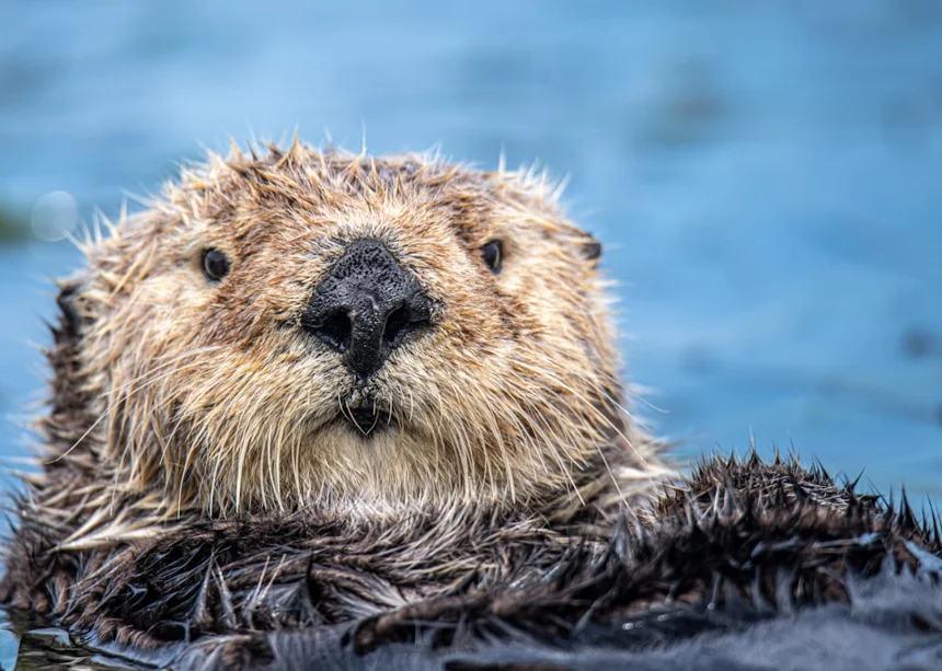 Otter