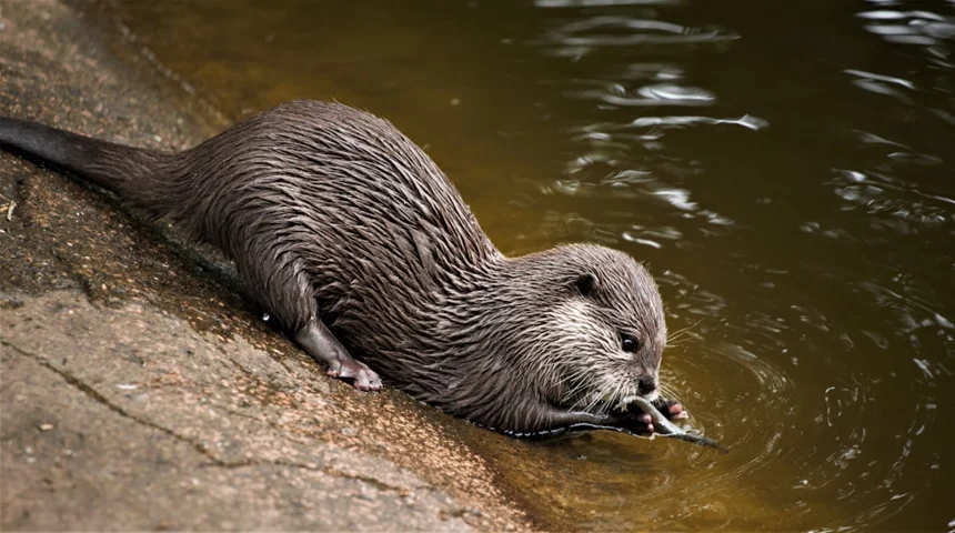Otter