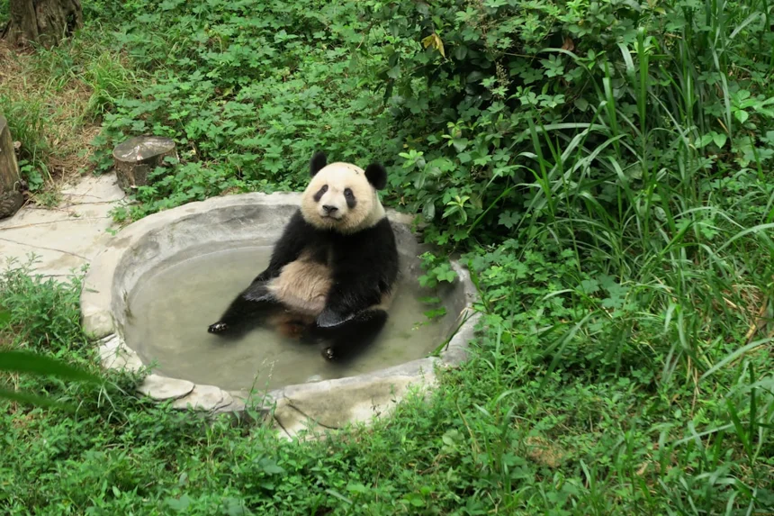 Panda