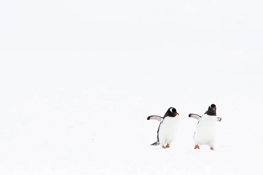 Penguin