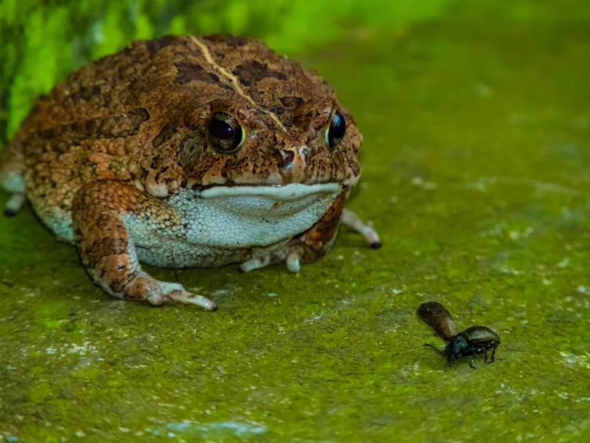Poison dart frog