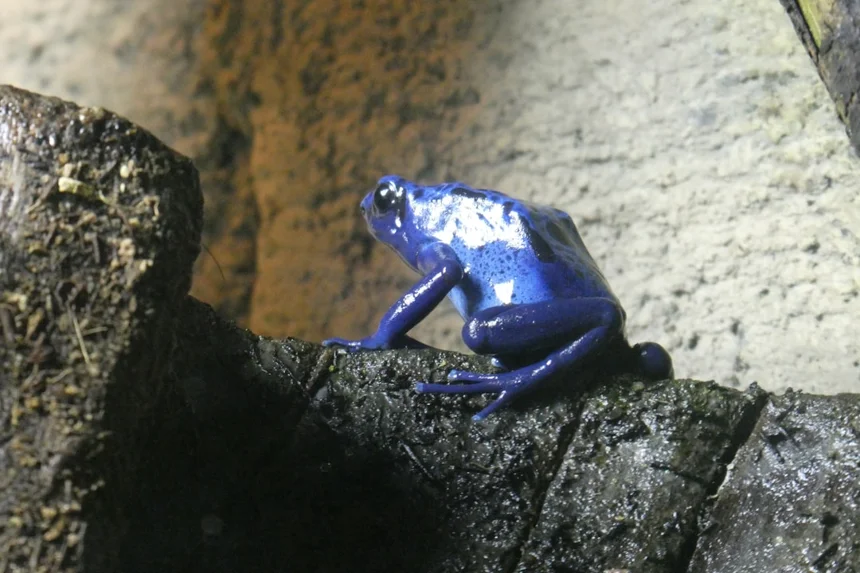 Poison dart frog