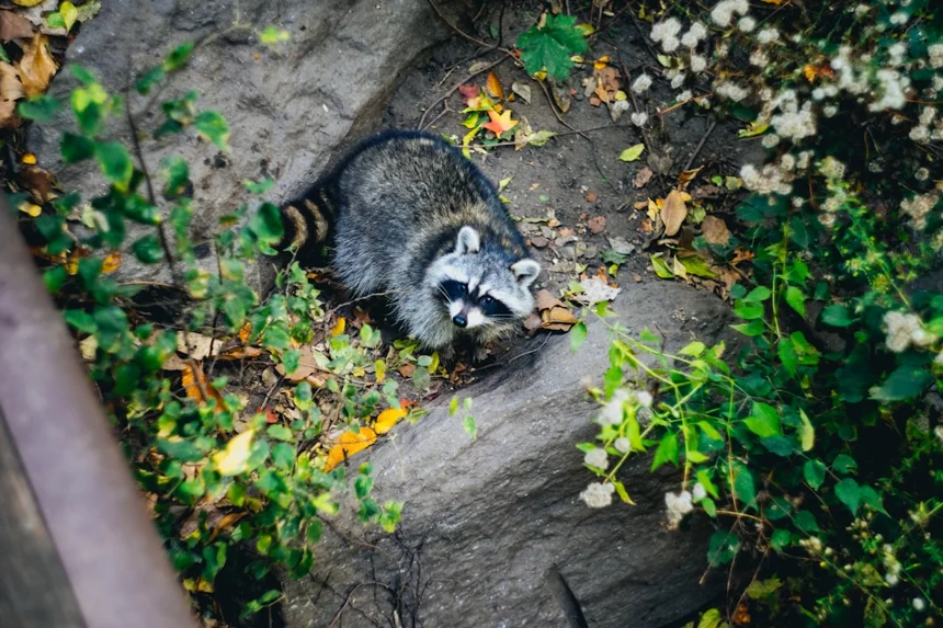 Raccoon