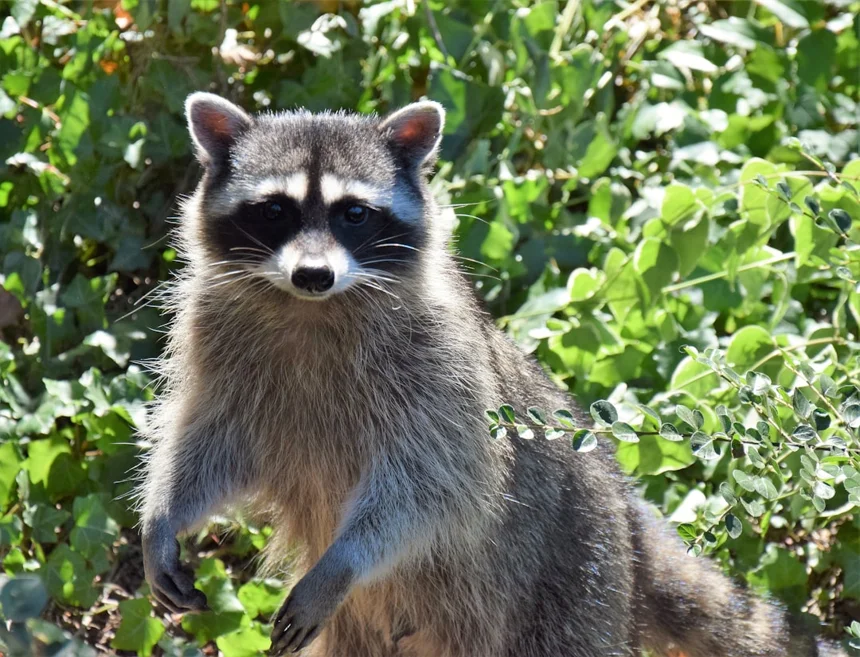Raccoon